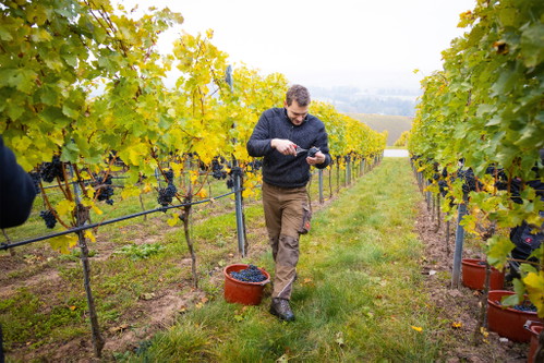 Erfolgreich mit Lemberger (und nicht nur mit diesem): Philipp Notz, Weingut Martin Notz, Sachsenheim.