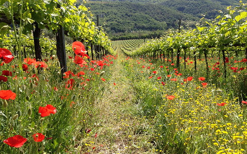 Le vigne di Ca' Salarola
