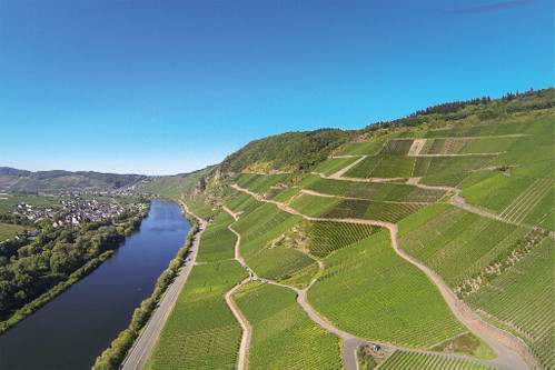 Aus der Mittelmosel-Steillage Wehlener Sonnenuhr stammt der 2012er Kabinett »Tradition« des Weinguts Dr. Loosen: Nach zwei Jahren im Fass und weiteren zehn Jahren Flaschenreife wirkt der Wein nahezu unkaputtbar.