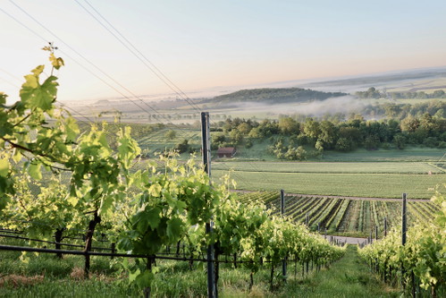 Das Weingut Martin Notz, Sachsenheim.
