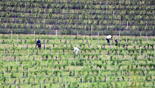 Lavoro nelle vigne delle Langhe