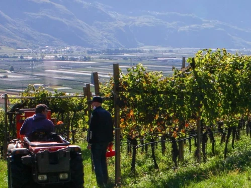 I vigneti della Bassa Atesina di Peter Sölva