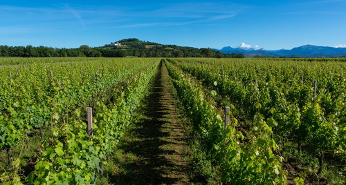 Tra i vigneti di Valentino Butussi