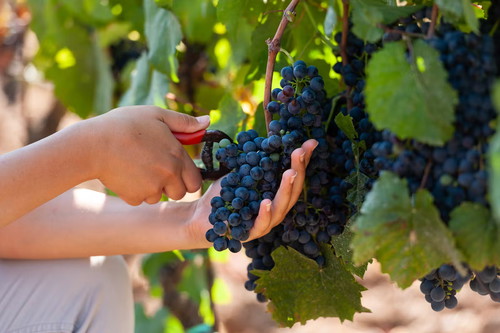Vendemmia da Casadei