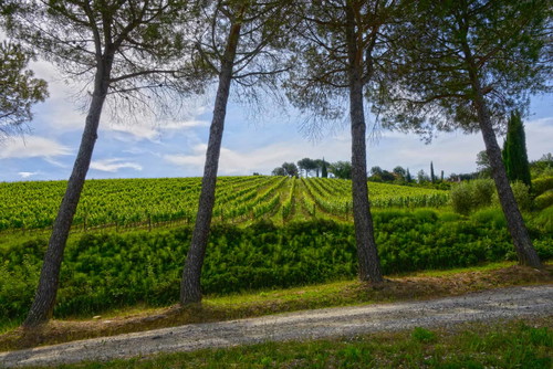 Uno scorcio dei vigneti di Colline di Sopra