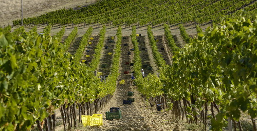 Vendemmia da Colombaio di Santa Chiara