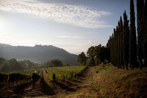 I vigneti di Ampeleia