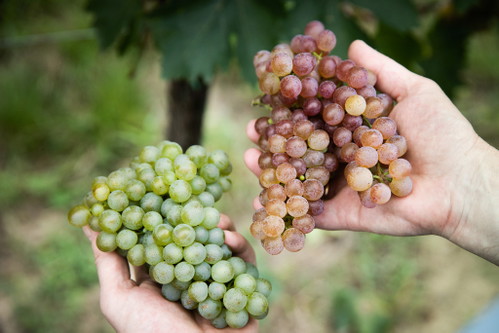Das Weingut Leth
