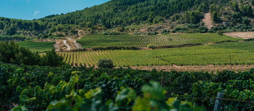 I vigneti di Planeta a Menfi