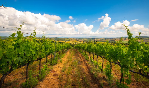 Vigneti di Poggio Argentiera