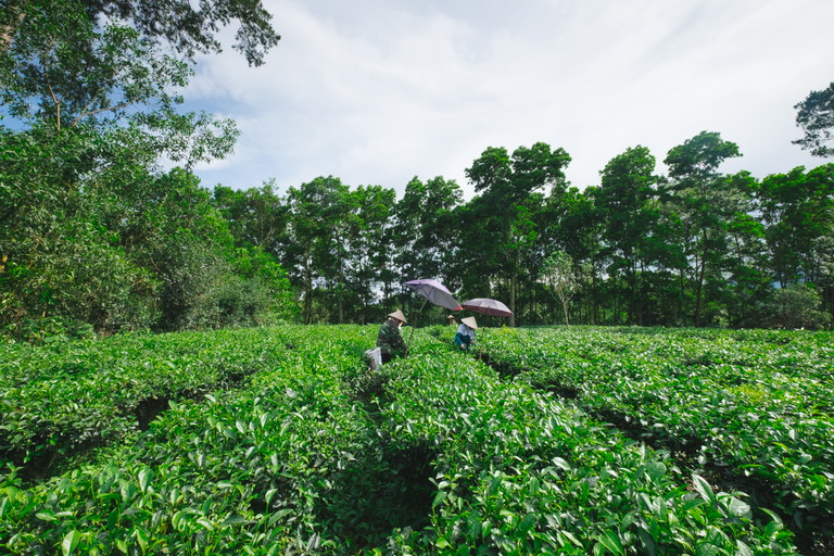 Eine Plantage mit Teepflanzen
