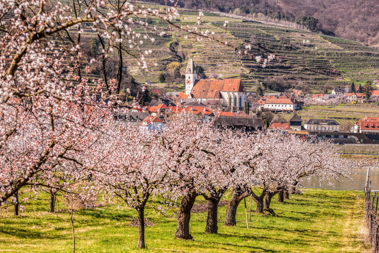 Spitz in der Wachau
