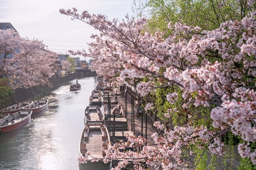 Blühende Kirschbäume am Fluß Yanagawa 