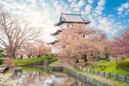 Matsumae Castle, Sakura