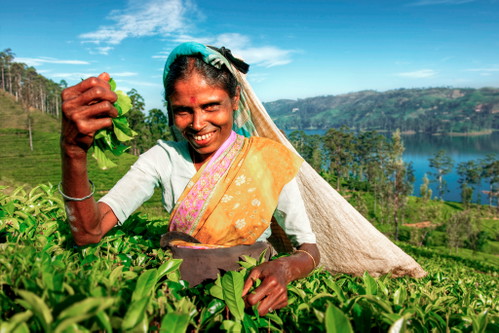 Sri Lanka Teepflückerin