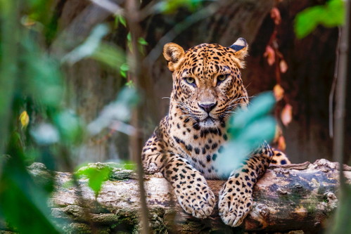 ©Sri Lanka Ceylon Leopard
