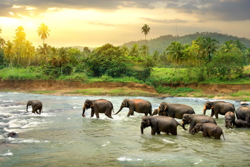 Sri Lanka Elefanten