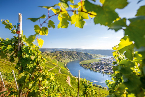 An der Mosel lagen die Mengen 2025 zehn Prozent unter dem Normalen – qualitativ sind die Winzer sehr zufrieden.