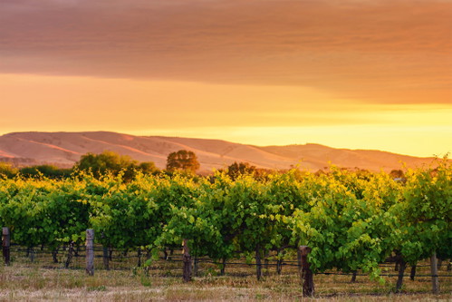 Das McLaren Vale in Südaustralien beherbergt einige der ältesten Rebstöcke der Welt.