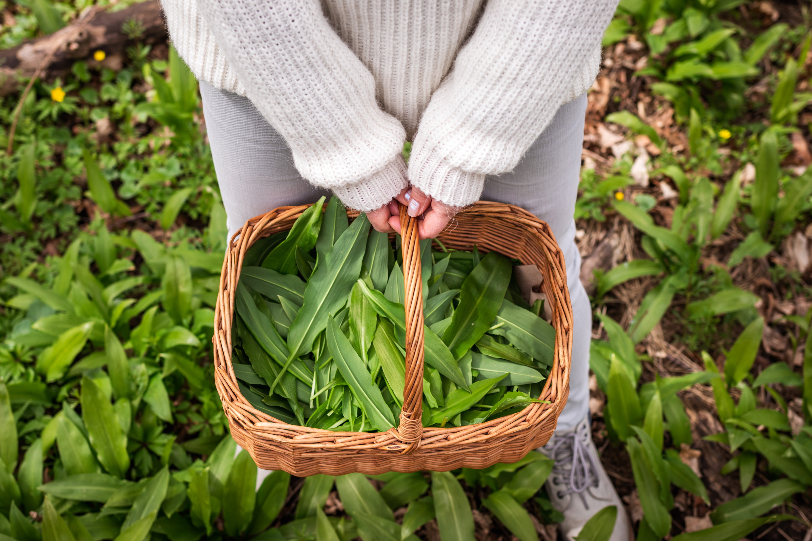 Wild Garlic: Spring’s Most Aromatic Ingredient - Falstaff