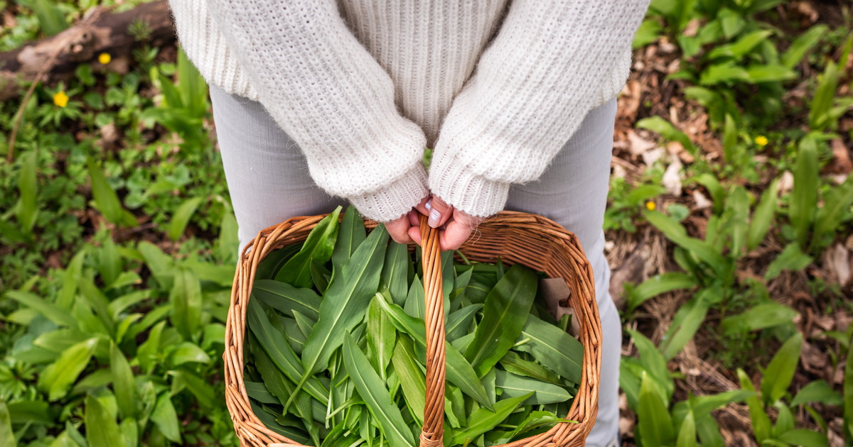 Wild Spring Garlic Wild Garlic: Spring’s Most Aromatic Ingredient - Falstaff