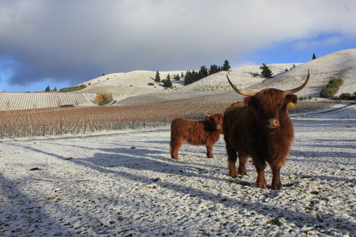 Burn Cottage Vineyard