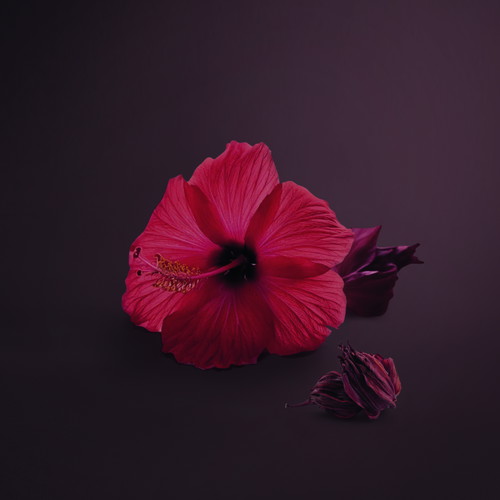 Hibiskus aus Nigeria
