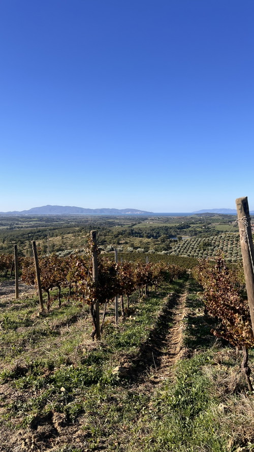 La vigna di Poggio Bestiale