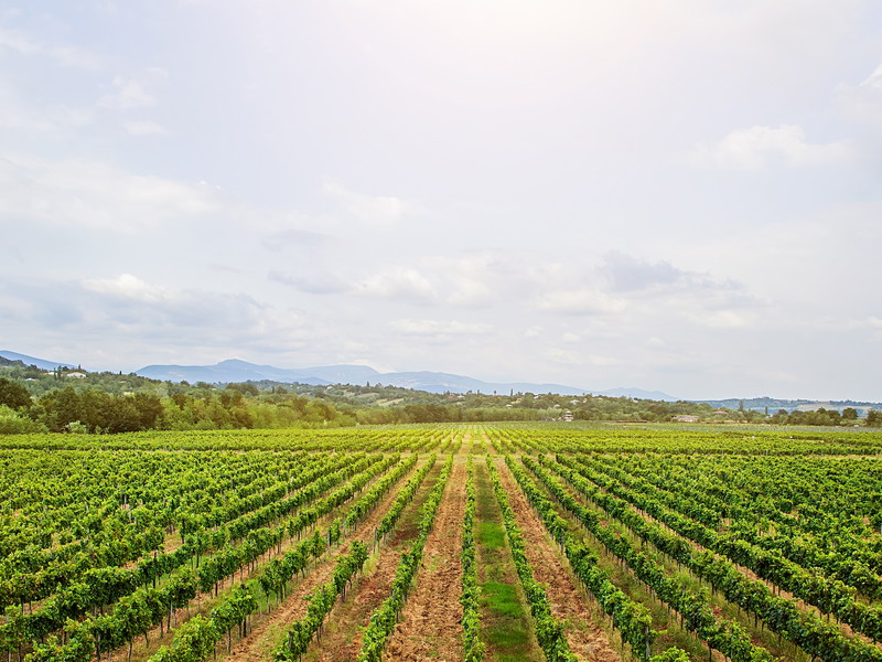 Weingärten des Weingut Khareba der Region Kachetien 