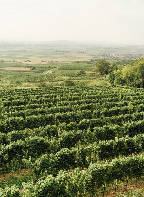 Weingut Preiß 