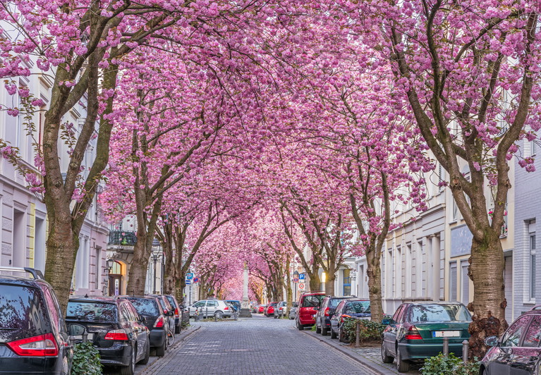 Cherry Blossom in Bonn