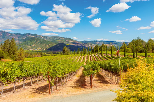 Im kalifornischen Napa Valley brachte 2025 einen guten Ertrag.
