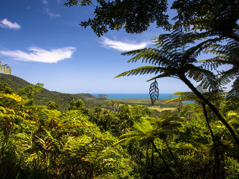 Daintree Rainforest, Australia