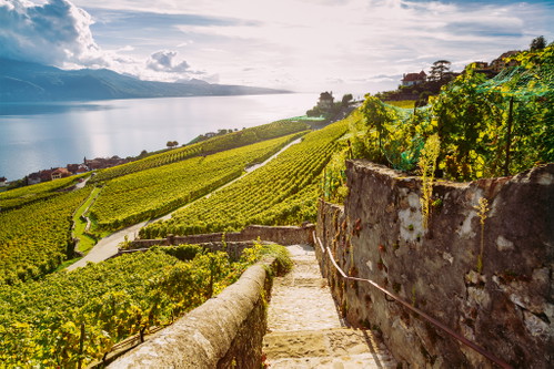 Lavaux: Historische Terrassenweinberge am Genfersee, seit dem Mittelalter prägend für die Region Waadt.
