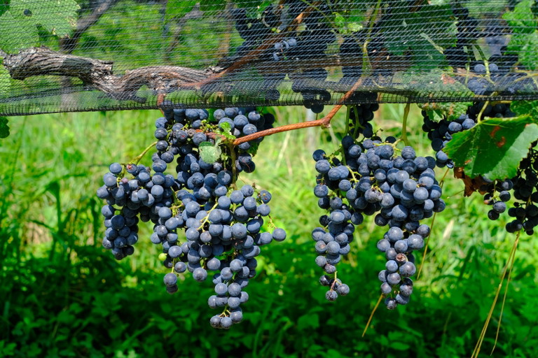 Merlot-Trauben im Kanton Tessin