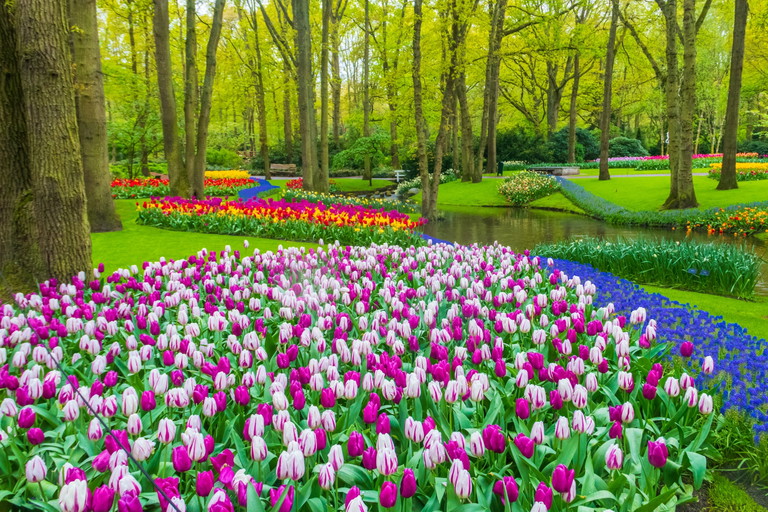 Blühende Natur im Keukenhof