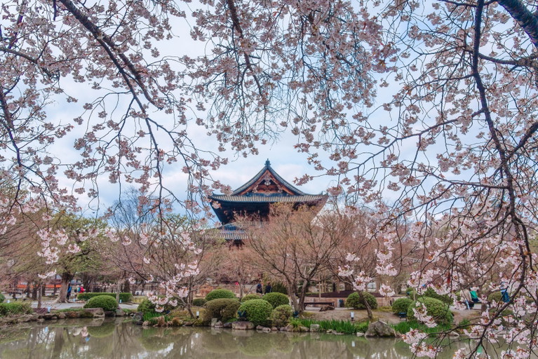 Kirschblüte in Kyoto