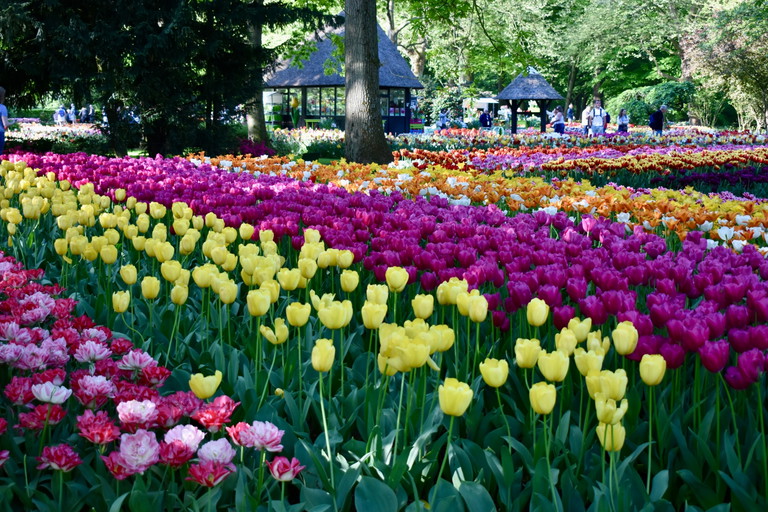 Tulpenpracht im Keukenhof