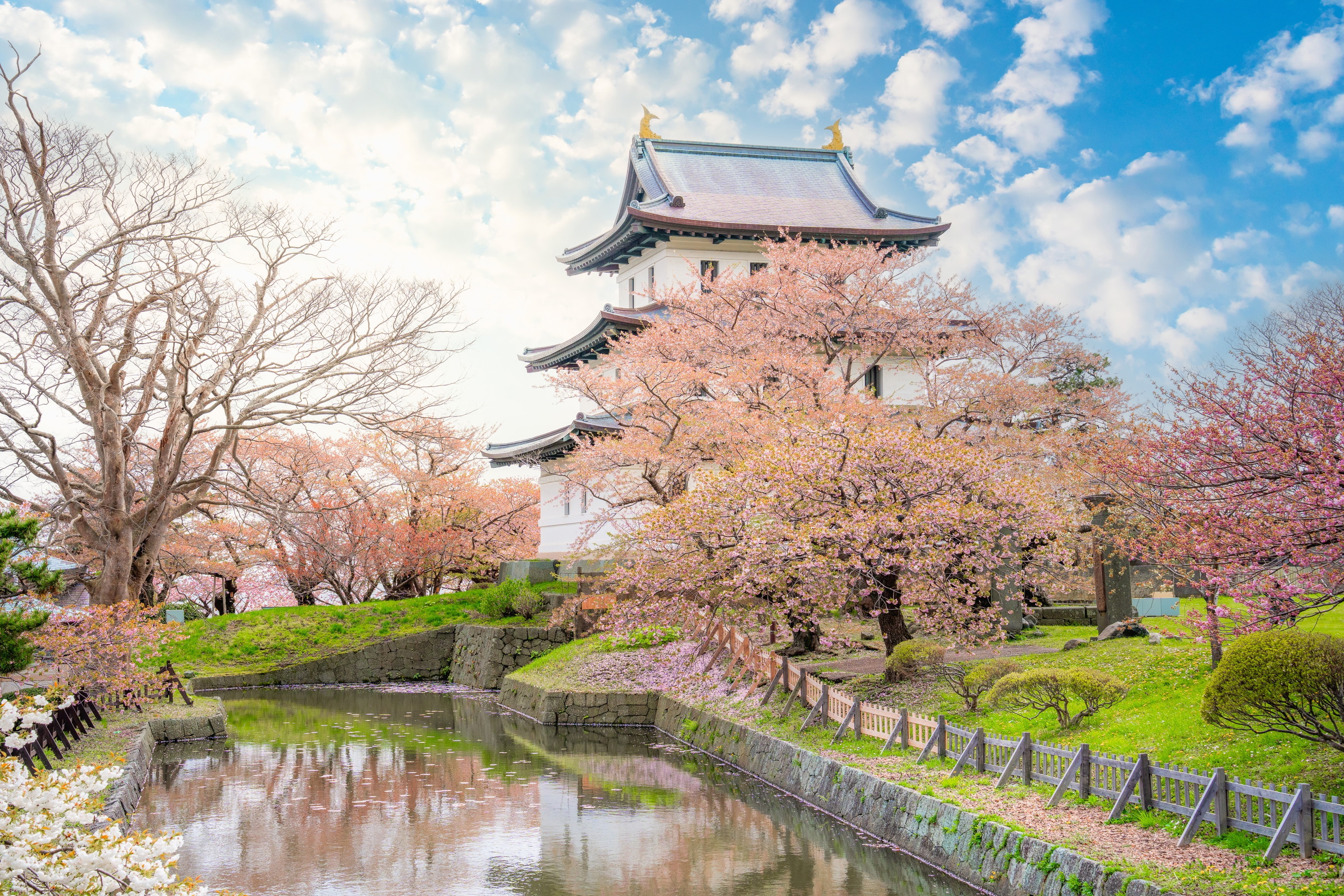 Cherry blossoms: they bloom most beautifully here - Falstaff