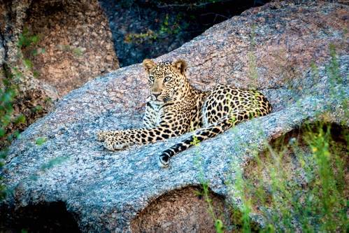 Leopard in Jawai: Auf den Granitfelsen zeigt sich einer der faszinierendsten Bewohner Rajasthans in majestätischer
Ruhe.