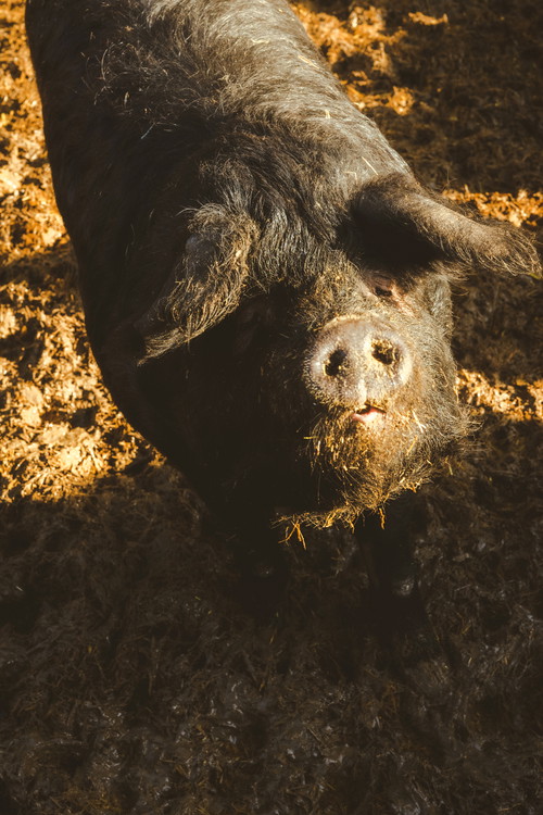 Die Wollschweine werden bis zu dreimal so alt wie Schweine aus konventioneller Haltung – und das schmeckt man auch im bio-zertifizierten Produkt.