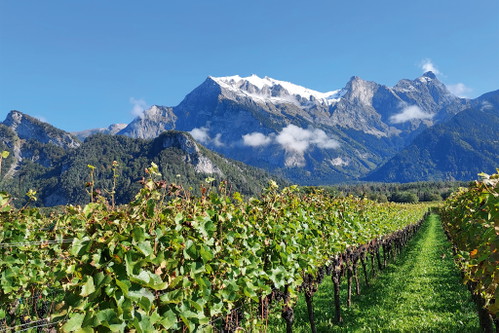 Jürg Marugg - Weingut im Polnisch in Fläsch