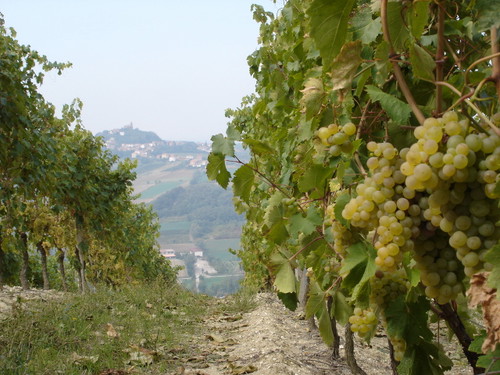 Timorasso e Sarezzano