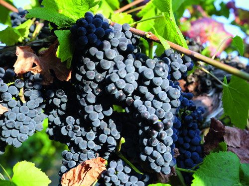 A Calvignano, Travaglino coltiva circa ottanta ettari tra Monte Cérésino e Valle Scuropasso, valorizzando Pinot Nero e Riesling, tra tensione e finezza.