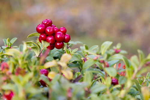 Lingonberries