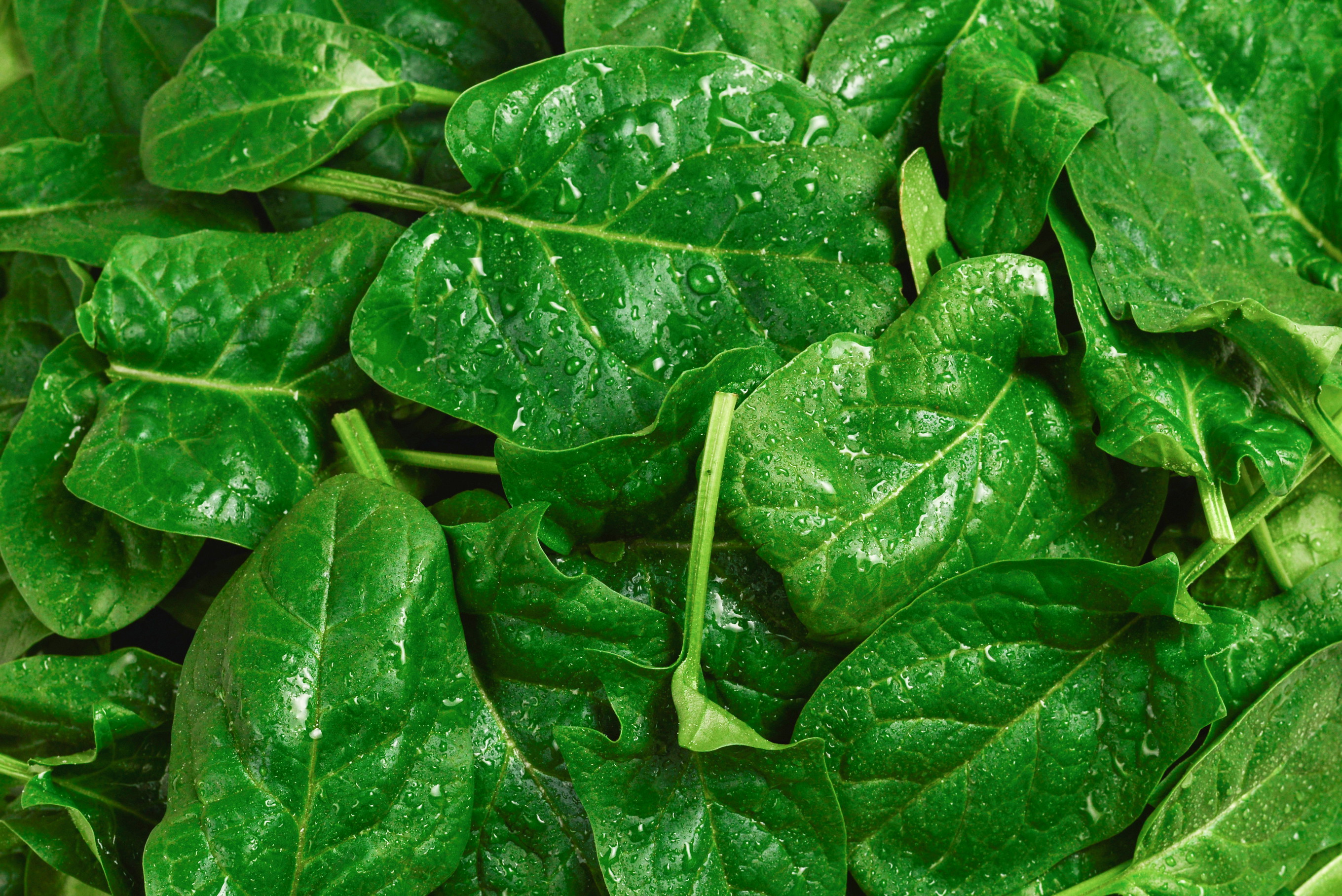 Spinach: Five Tips for Making the Most of Spring’s Green Star - Falstaff