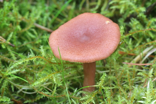Milk cap