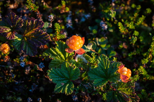Cloudberries (lakka)