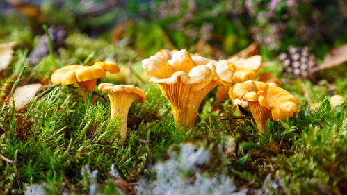 Chanterelles