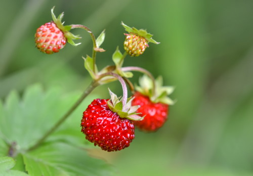 Wild strawberries